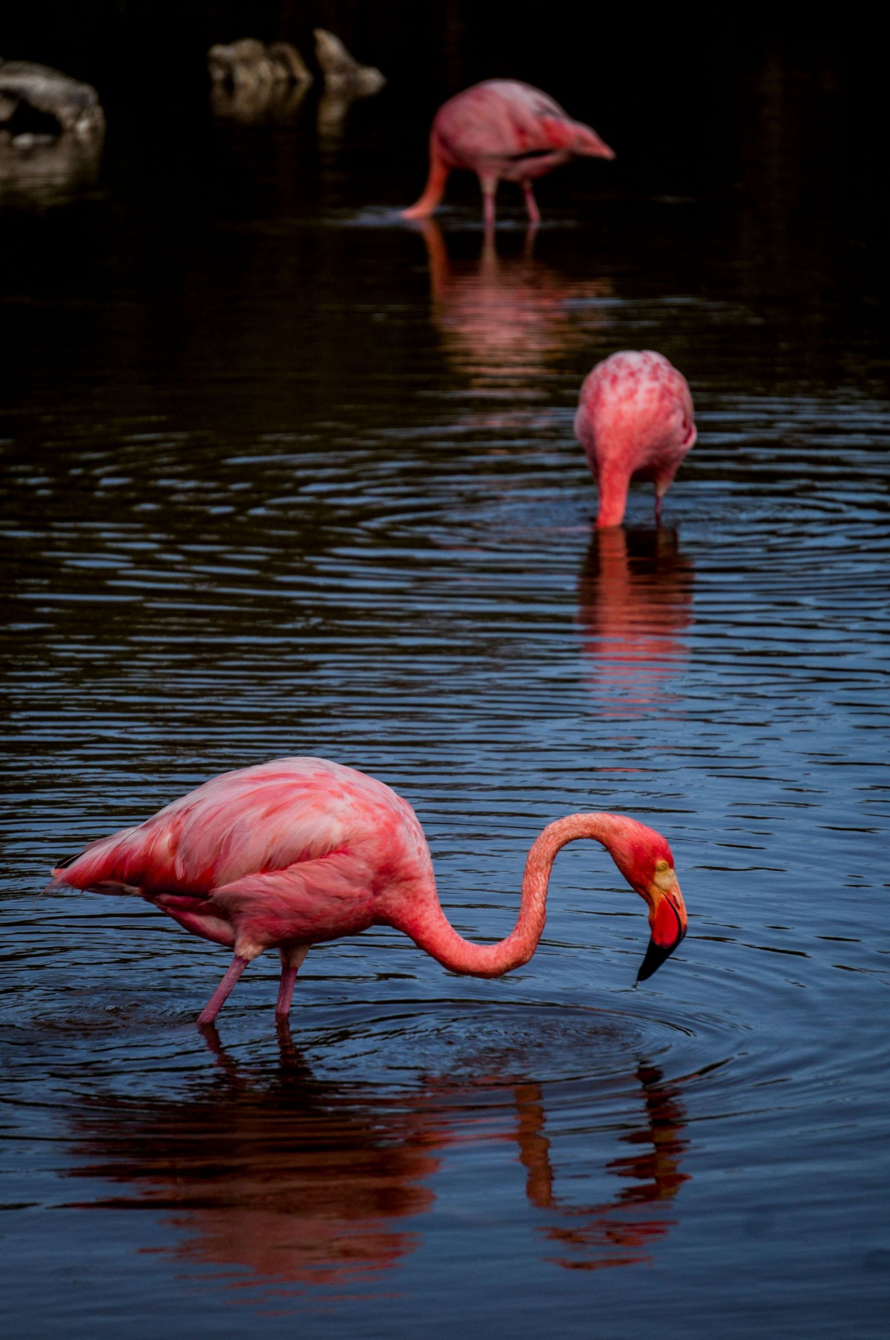 las tres flamingueros